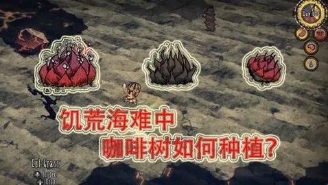 饥荒咖啡树种植条件