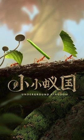 小小蚁国：真实蚁巢