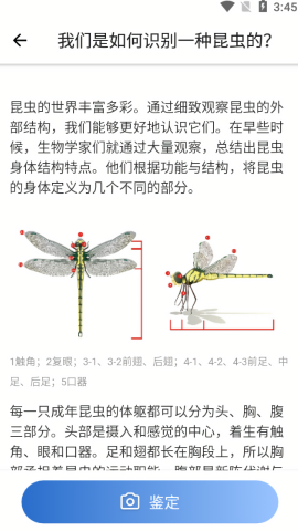 昆虫识别器