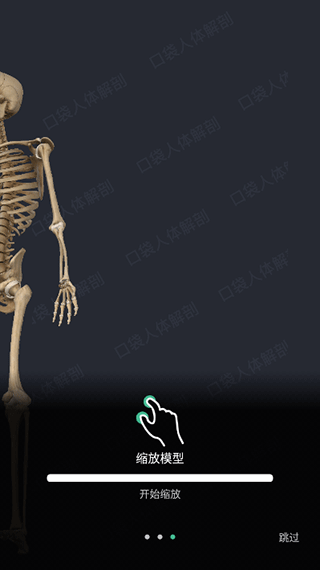 人体解剖3d模型