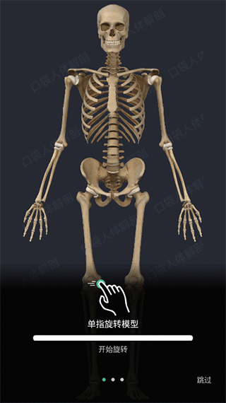 人体解剖3d模型