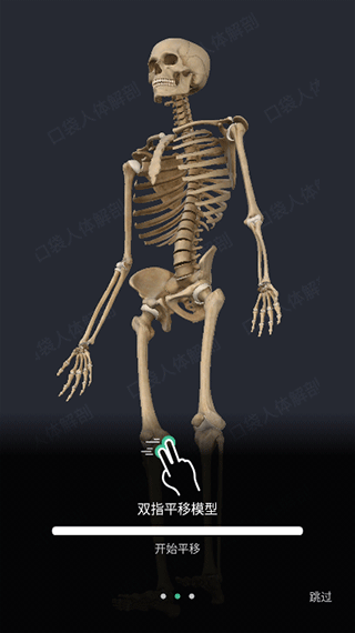 人体解剖3d模型