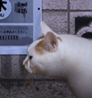 翌日猫之怪奇谭