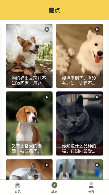 橙猫