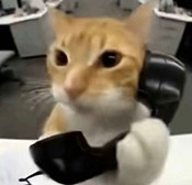 橘猫三角洲跑刀app